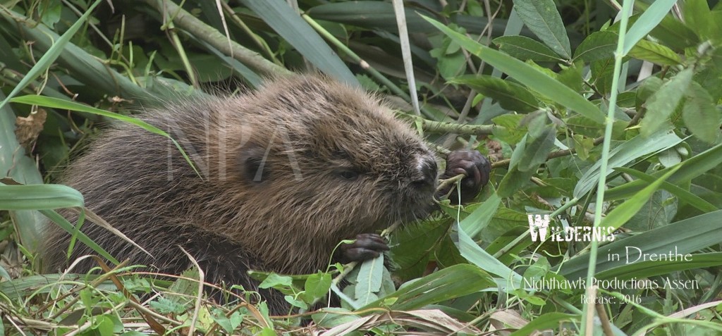 Jonge bevers in de Drentse wildernis... 